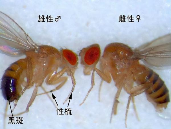 吃得少活得久，限制飲食可延壽？科學家：晚上餓肚子或能延壽18&percnt;