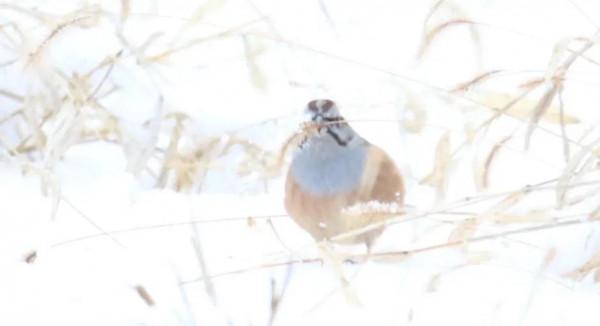 你見過“灰眉巖鵐”在雪中是怎麼覓食的嗎？