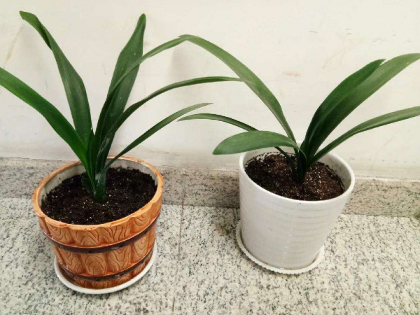 換盆“3個不注意”,大白根被扯斷,葉子發黃掉一地 換盆“3個不注意”,大白根被扯斷,葉子發黃掉一地