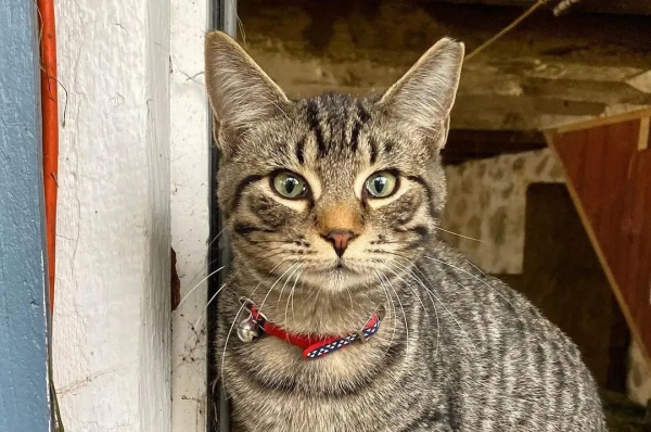 有社交牛逼症的狸花貓，征服了農場所有動物，成為了農場的代言人