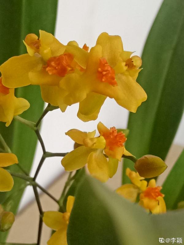 4種花現在正“餓”,多給它補點大補肥,才能長得壯 4種花現在正“餓”,多給它補點大補肥,才能長得壯