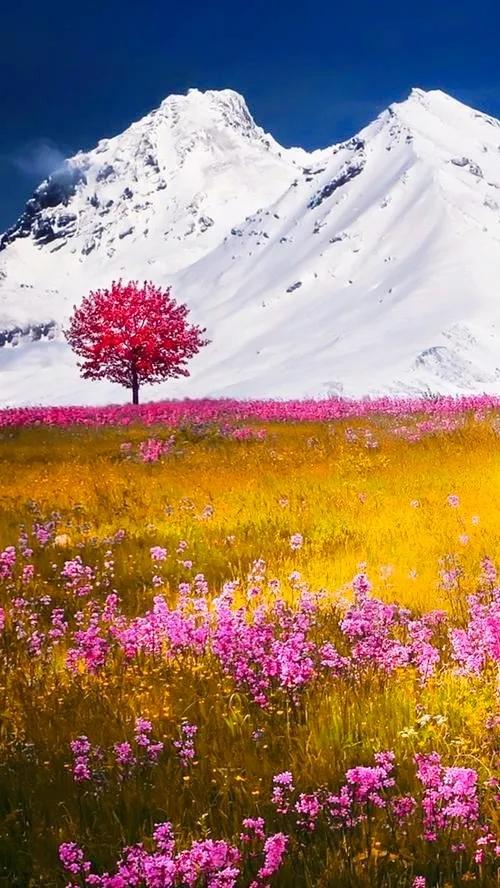 美爆了！！！雪山下的花海