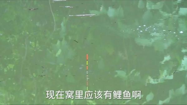 大魚“偷偷”潛入窩裡，會有這些徵兆出現，發現就要警惕起來了