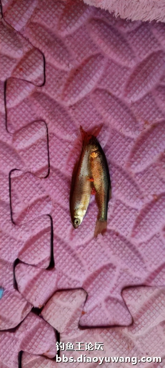 迴歸河山，收穫翻番