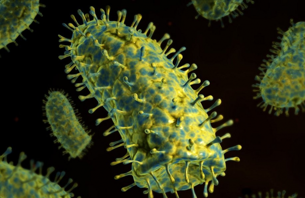 狂犬病為何致死率高達100%？現代醫學這麼發達，如何對抗狂犬病？