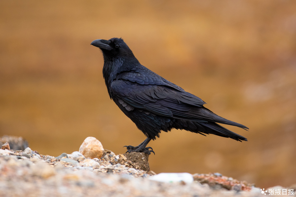 藏野驢、草原雕、藏狐在這裡!鏡頭裡的祁連山國家公園動物世界 藏野驢、草原雕、藏狐在這裡!鏡頭裡的祁連山國家公園動物世界