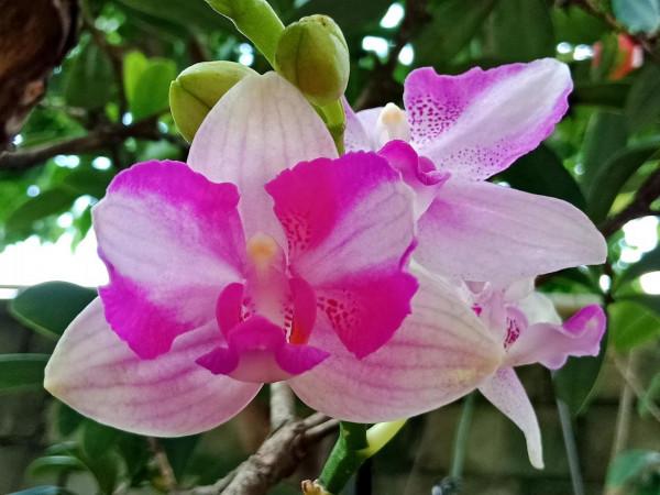 #陽臺小花園#又添新品種