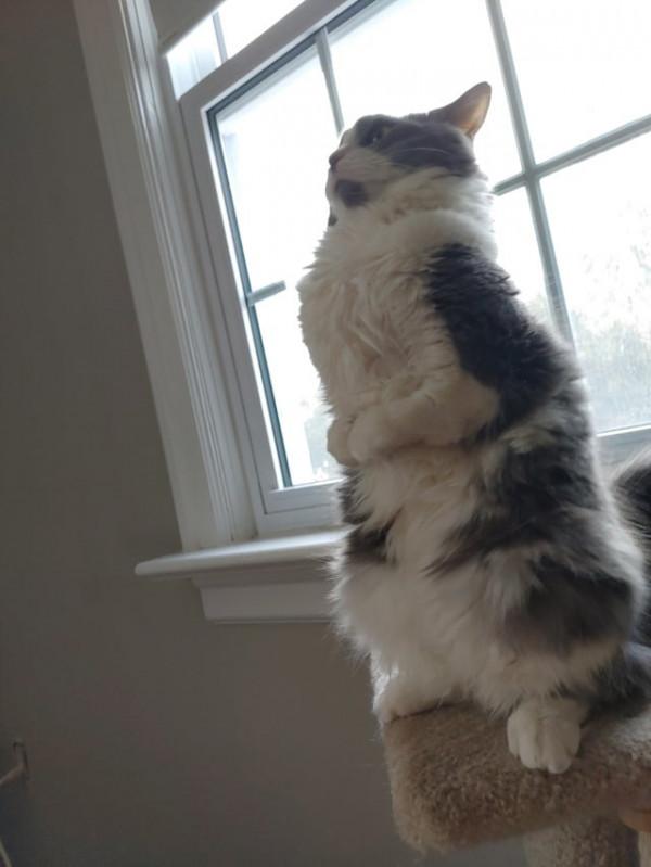 40張奇特而有趣的貓照片，看了讓人心情愉快