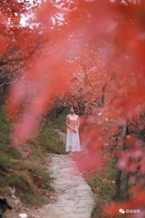 賞紅葉，不能早，也不能晚，時間一定要恰到好處