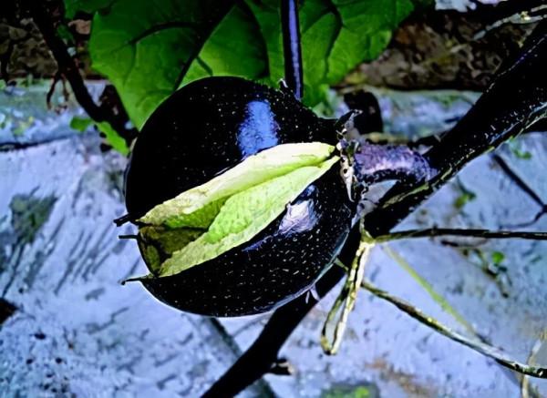 茄子裂果怎麼辦? 茄子裂果怎麼辦?