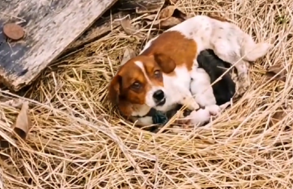 山東：草垛產子的流浪狗，不停舔著剛出生就死去的小狗，默默流淚