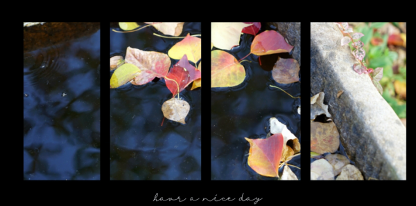 松江秋色，只服廣富林