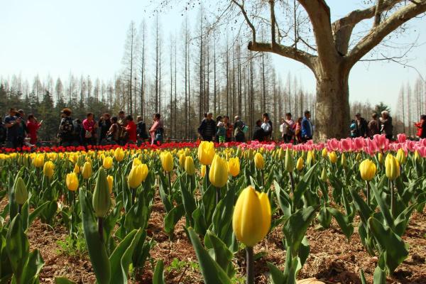路邊的野花不要採：這4種路邊花，好看卻不可觸碰