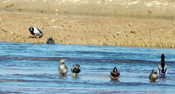 如果有時間,你會來看一看我吧…… 如果有時間,你會來看一看我吧……