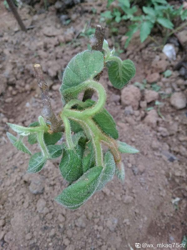 獼猴桃也能自己種？學好養殖，還你滿盆獼猴桃