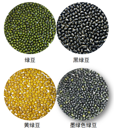紅豆豆、綠豆豆、花豆豆 我來幫你認豆豆