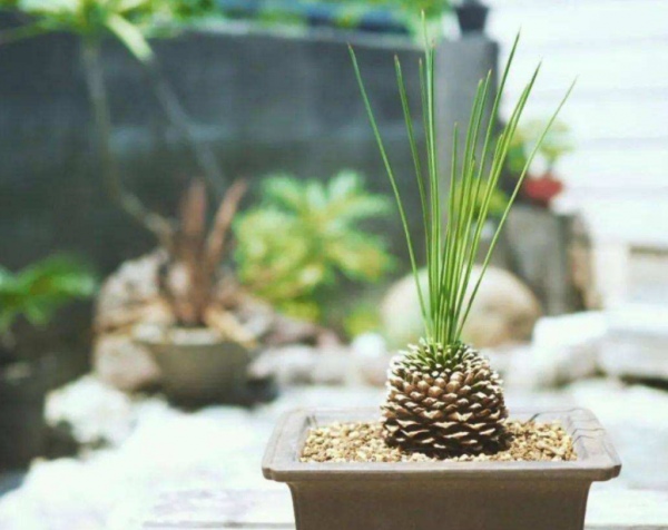 松塔長成“大樹”盆景的注意事項