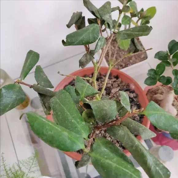 8種&OpenCurlyDoubleQuote;矯情&rdquo;年宵花，幹不得，澆不得，十有八九養不好
