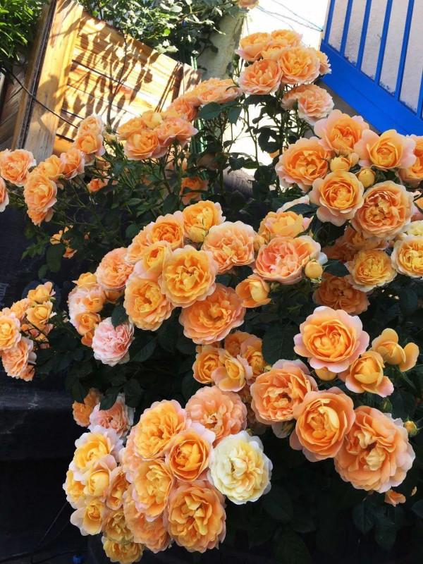 5種“懶人花”適合客廳養，怎麼折騰也不死，越是“賤養”越爆棚