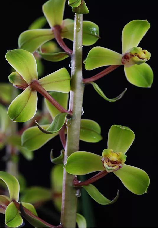分享一組清新素雅的蘭花