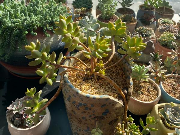 這“三多肉”不怕凍,越冷越美出狀態,零下30℃也能綴滿一大盆 這“三多肉”不怕凍,越冷越美出狀態,零下30℃也能綴滿一大盆