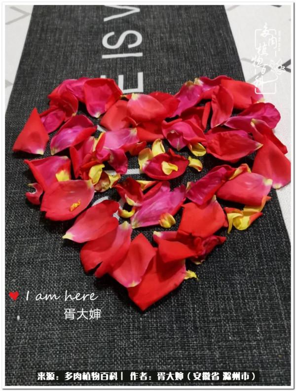 因多肉遇見滿滿的愛和美好，有多肉相伴，歲月生香