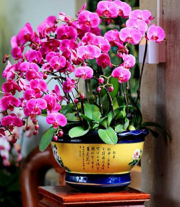 花市大撿漏，春節前100元，年後10元，抽空去撿便宜貨