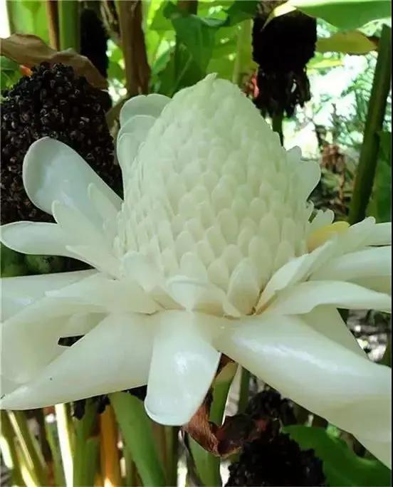 32種罕見的鮮花欣賞