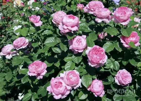 月季品種裡，據有牡丹月季之稱的6個品種，爭奇鬥豔，美不勝收