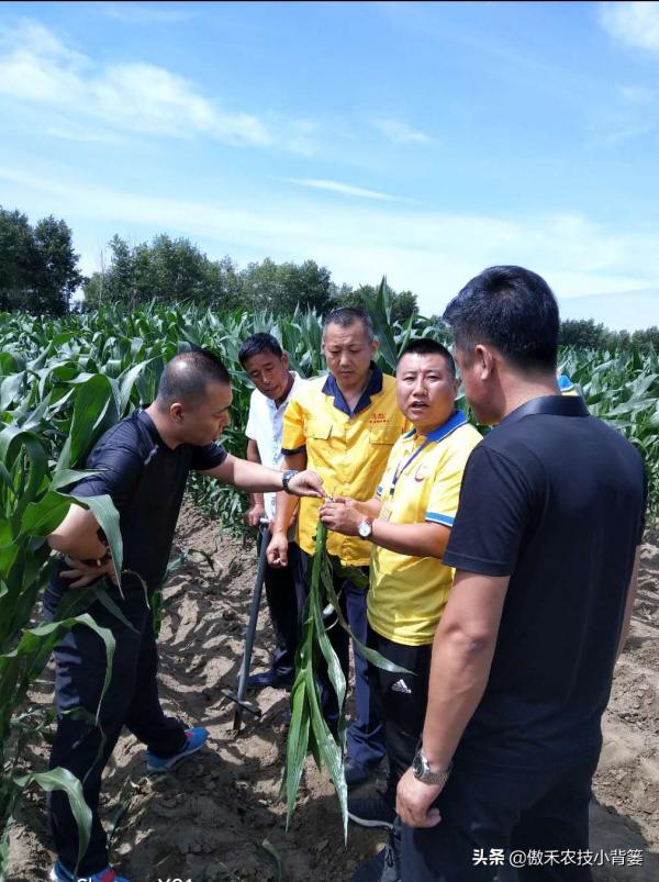 為什麼玉米11-12片葉後再打藥控旺會造成減產?原因有兩個 為什麼玉米11-12片葉後再打藥控旺會造成減產?原因有兩個