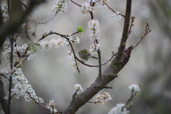 春風十里不如&OpenCurlyDoubleQuote;李&rdquo;