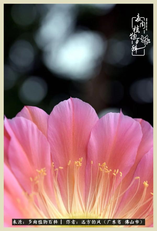 我若盛開，蝴蝶愛來不來