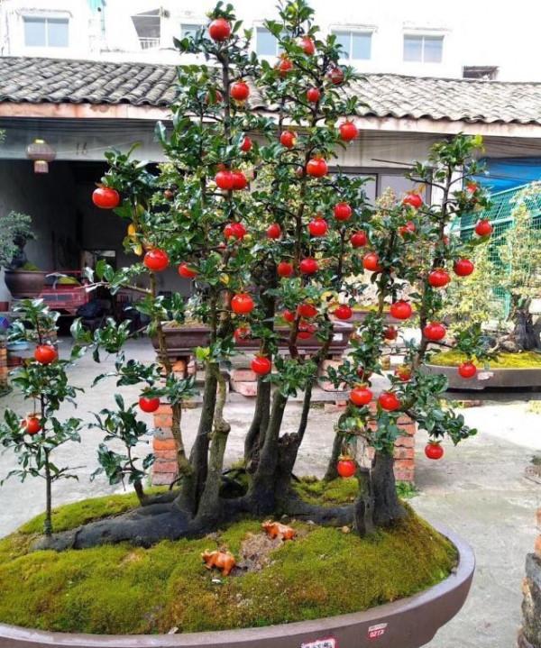 冬天在農村若看到這5種野果,再漂亮也不要採摘,它們毒性還不小 冬天在農村若看到這5種野果,再漂亮也不要採摘,它們毒性還不小