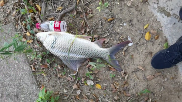 土鯪魚王!廣州釣魚人釣獲罕見土鯪,重6.5斤,這麼大要長几年? 土鯪魚王!廣州釣魚人釣獲罕見土鯪,重6.5斤,這麼大要長几年?