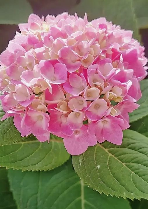 繡球花開花沒動靜，只差這兩下修剪，就能讓繡球花輕鬆爆盆