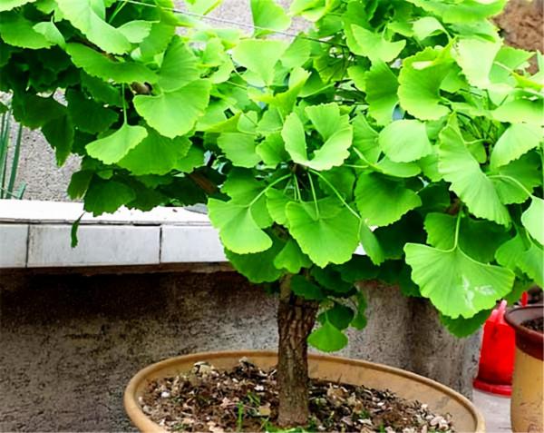 2種街道常見綠化樹，選根枝條“高壓扦插”，做成盆景價格更高