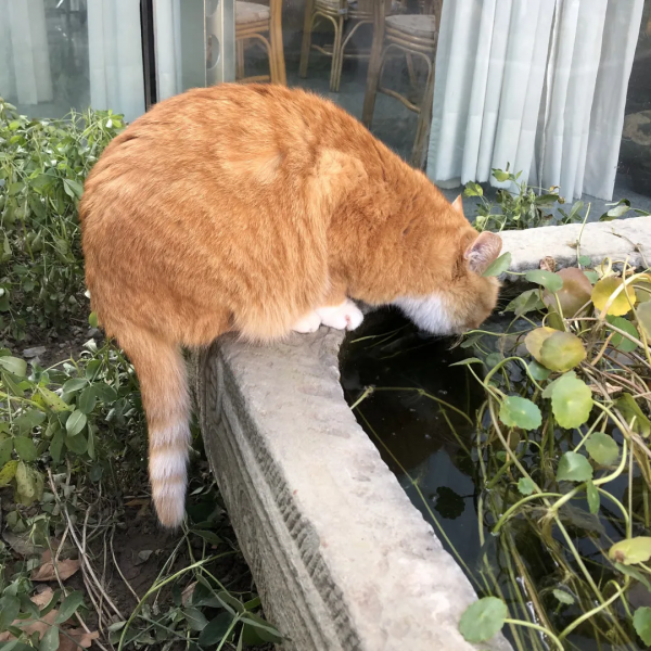 聽說我沒有脖子? 聽說我沒有脖子?