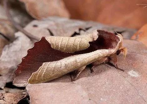 動物世界的偽裝高手