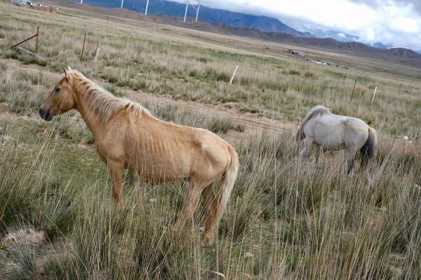 標緻4008環青海長測Day9：鳥島叫“蚊子島”，沿青海沿線達剛察！