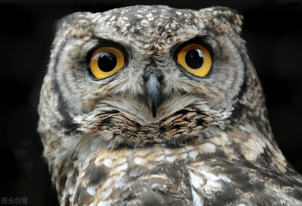 憨叔聊齋，貓頭鷹和剃頭鼠兄妹的逆戀之謎