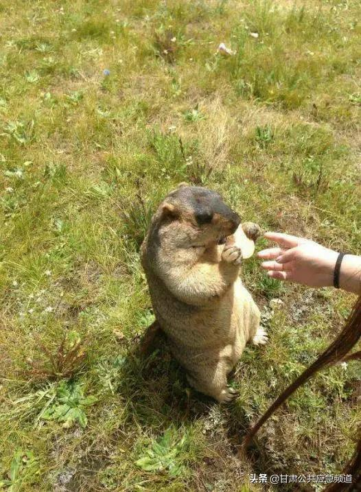 去草原遊玩，請遠離旱獺