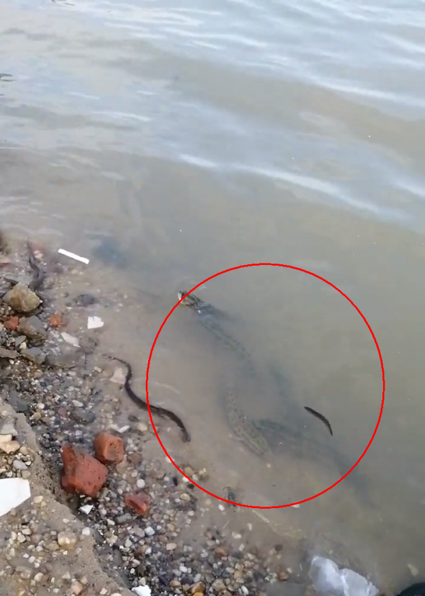 珠江邊成群泥鰍、黃鱔、黑魚亂竄，附近釣魚人：直直朝我們游來