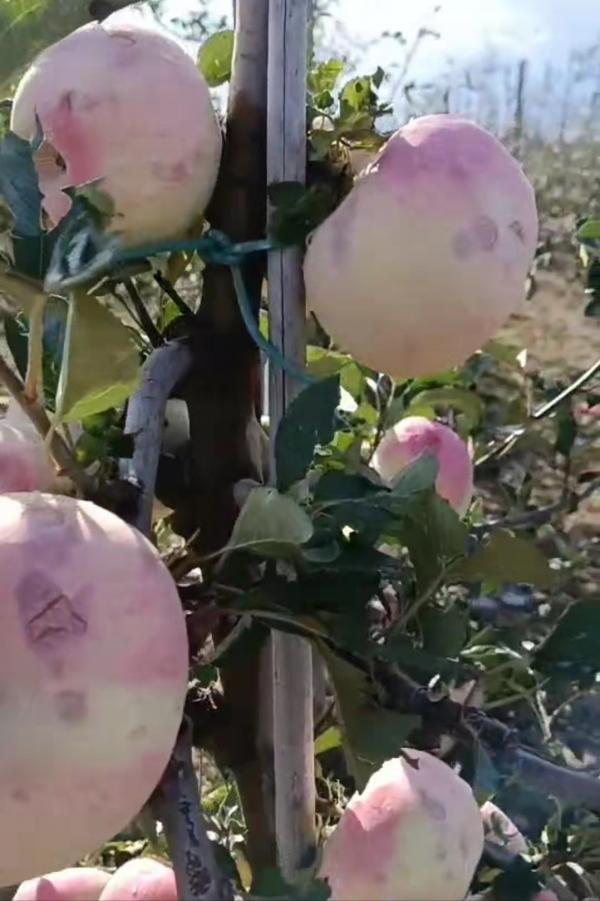 蘋果主產區遭遇重大冰雹災害，蘋果價格會反身嗎？