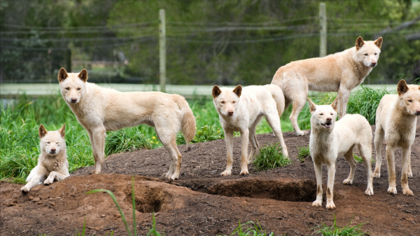 “村口大黃”到澳變身頂級殺手,吃袋鼠偷綿羊讓人頭疼,憑什麼? “村口大黃”到澳變身頂級殺手,吃袋鼠偷綿羊讓人頭疼,憑什麼?
