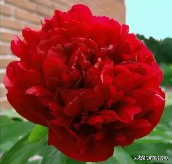 漂亮的芍藥花欣賞