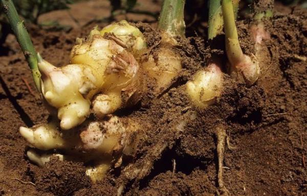 姜雖好，但別在晚上吃，容易精神興奮影響睡眠