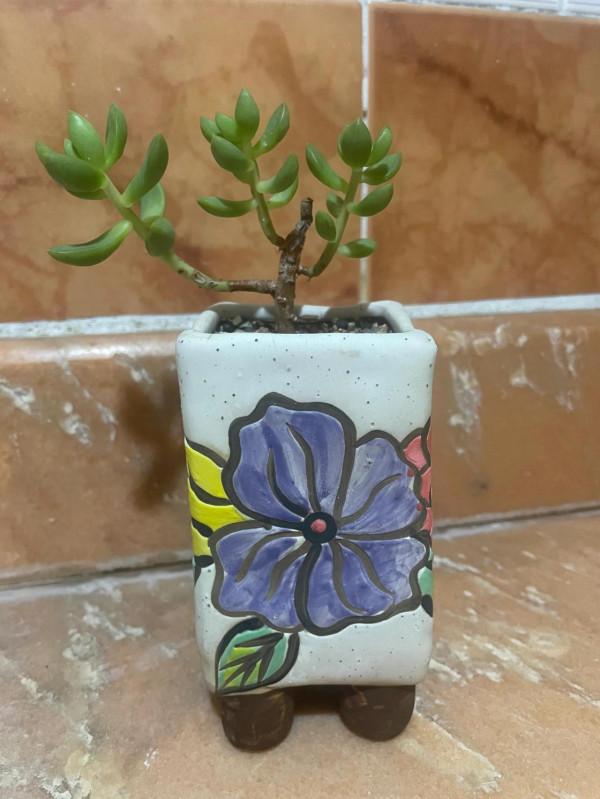 給5年來唯一倖存的黃麗換盆 給5年來唯一倖存的黃麗換盆