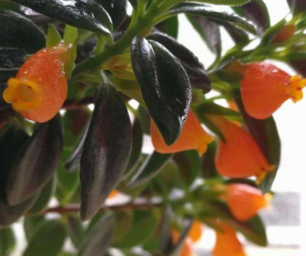 有趣的綠植，像是長了滿盆小動物，超可愛