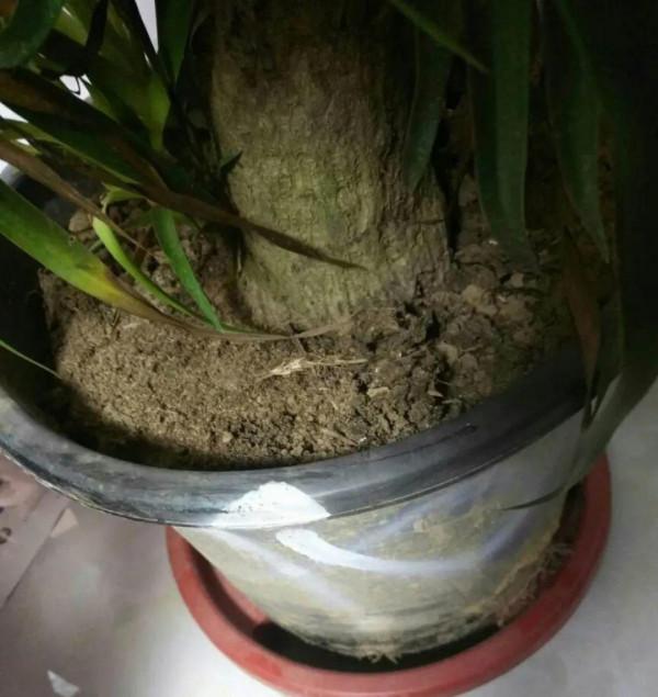 客廳養好樹，子孫一直富，8種樹養在家，鎮宅有安全感