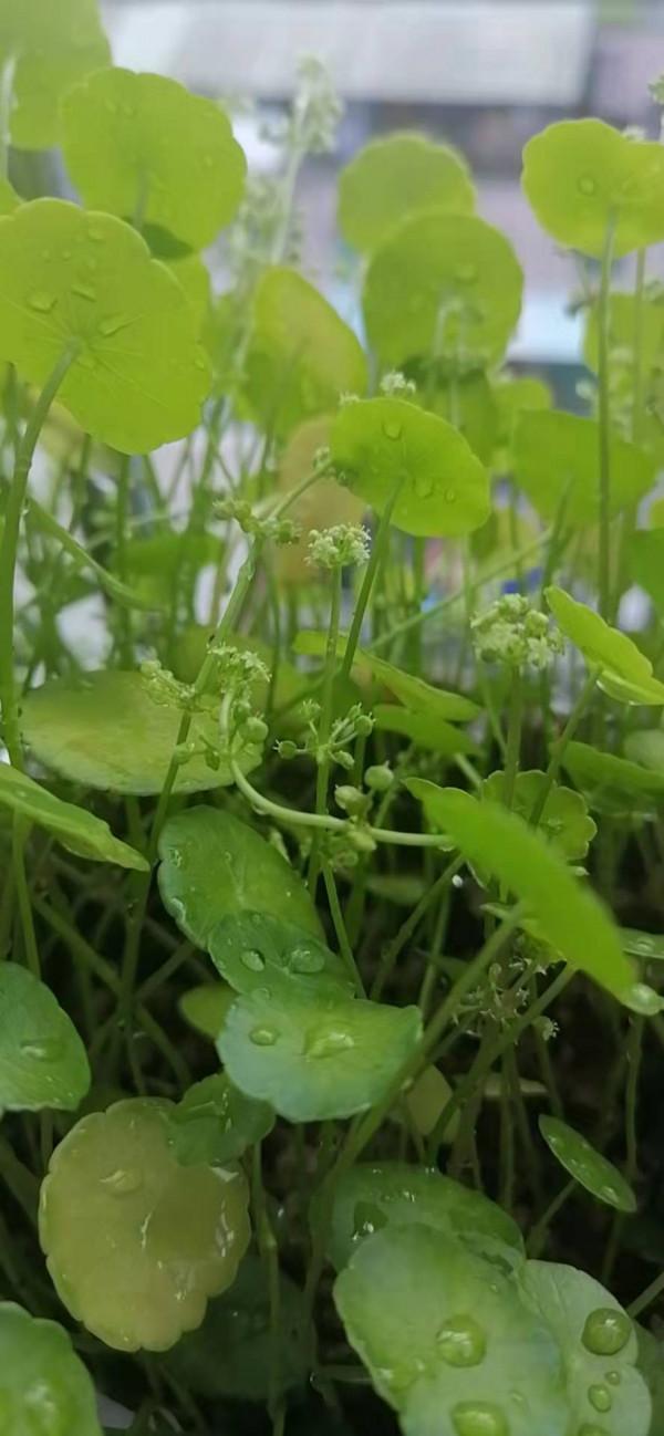 雲彩下的山城系列（四）